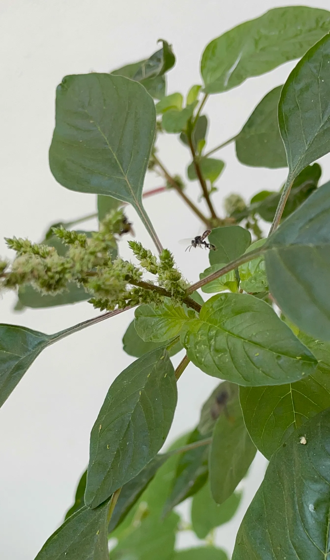 Habitat 4